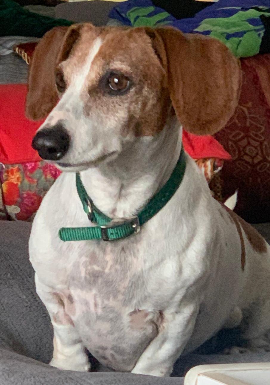 Enlarge Ty  -  So Ca, a Adoptable Dachshund in Los Angeles, CA image 3/3