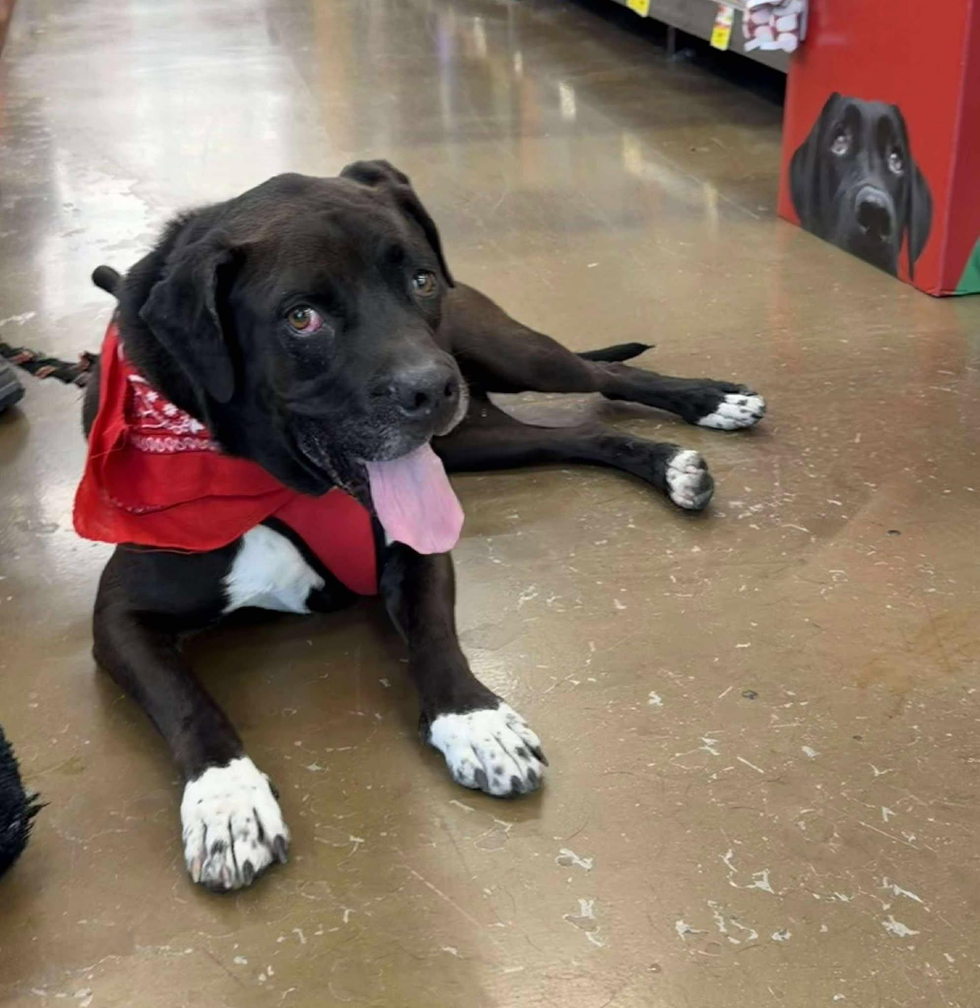 Hank, Adoptable, Adult Male Retriever & Boxer.