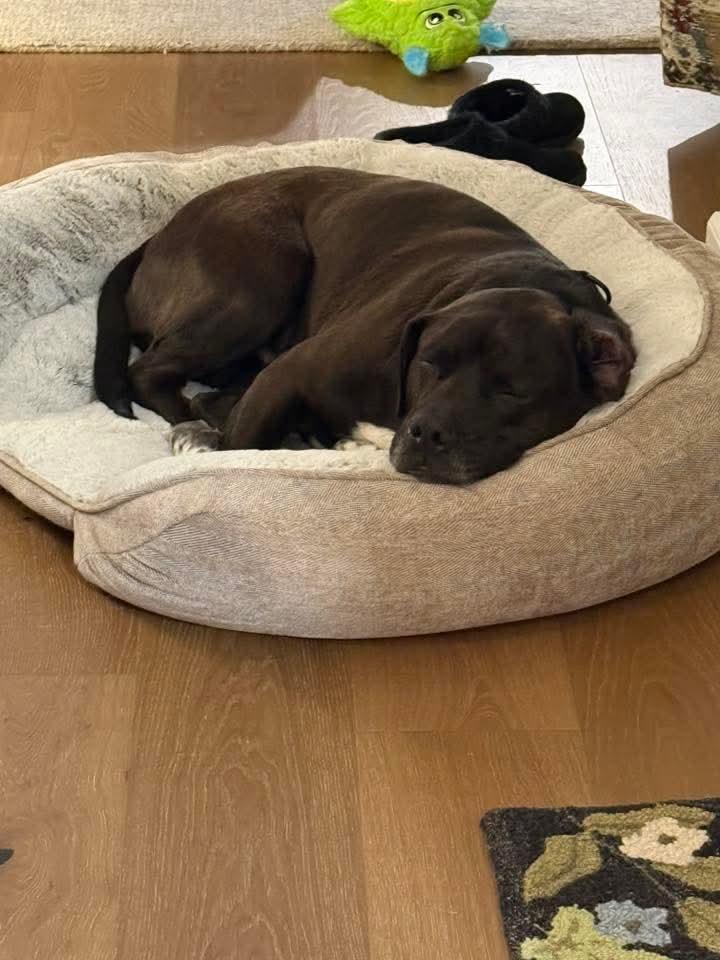 Hank, a Adoptable mixed breed in Plain City, OH image 2/6