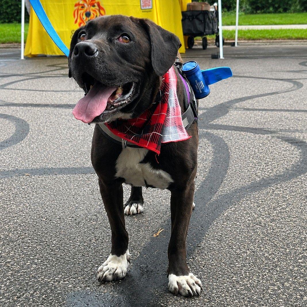 Hank, a Adoptable mixed breed in Plain City, OH image 1/6
