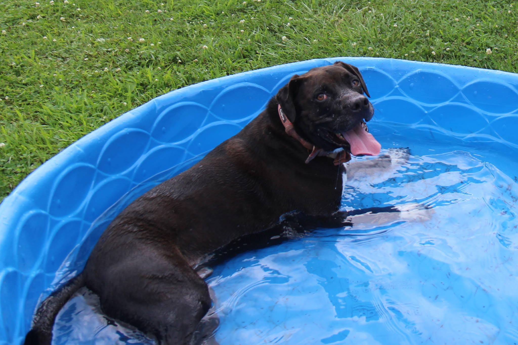 Hank, a Adoptable mixed breed in Plain City, OH image 2/6