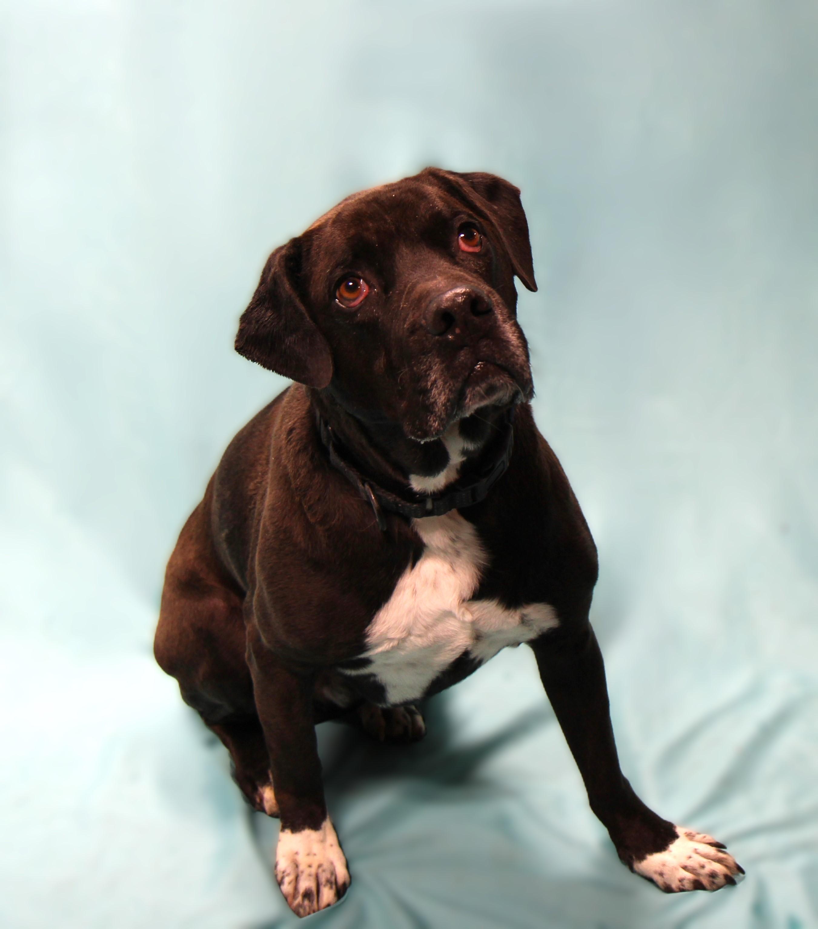 Hank, a Adoptable mixed breed in Plain City, OH image 4/6