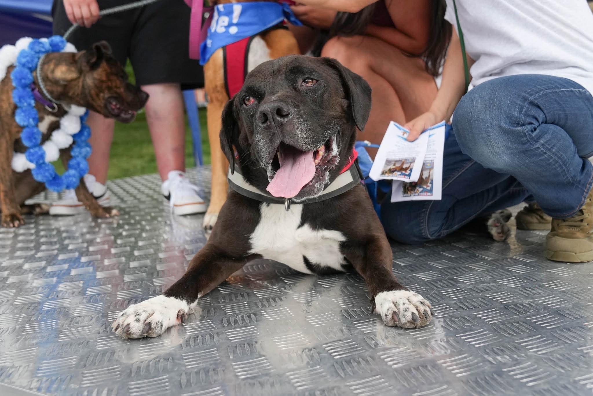 Hank, a Adoptable mixed breed in Plain City, OH image 5/6