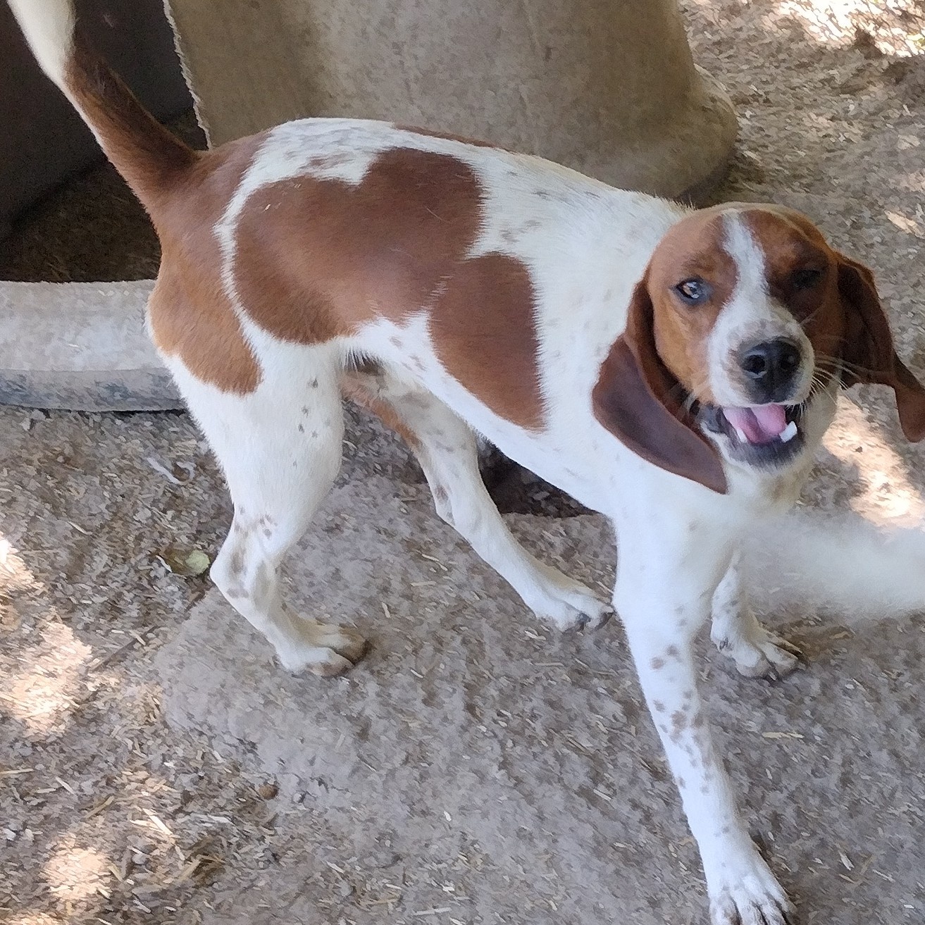 Tippy & Tanner, a Adoptable Treeing Walker Coonhound in Jasonville, IN image 2/3