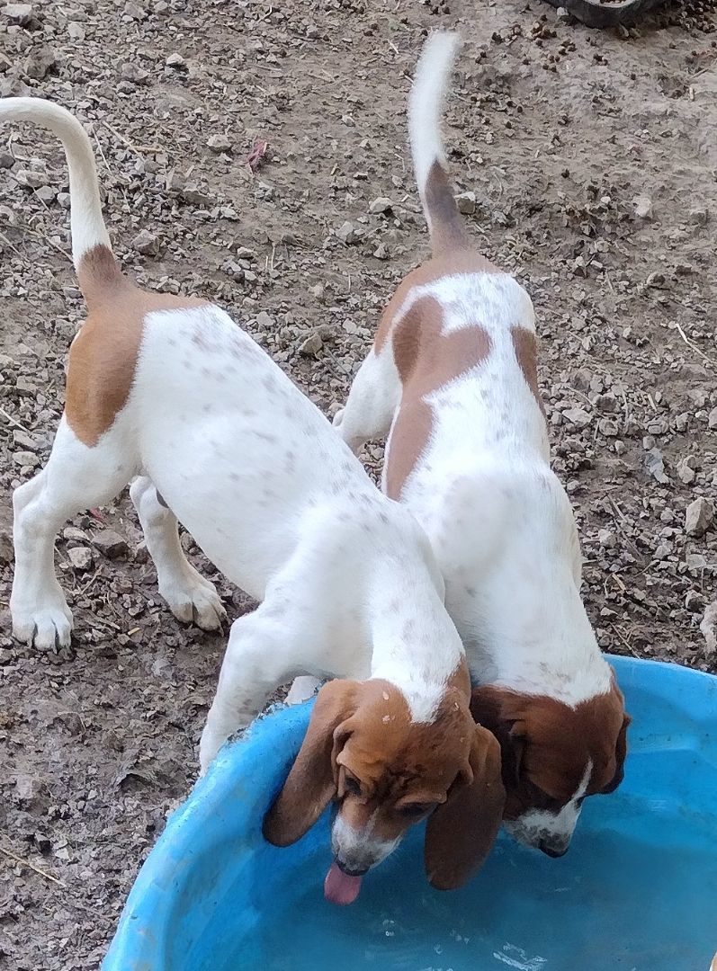 Tippy & Tanner, a Adoptable Treeing Walker Coonhound in Jasonville, IN image 3/3