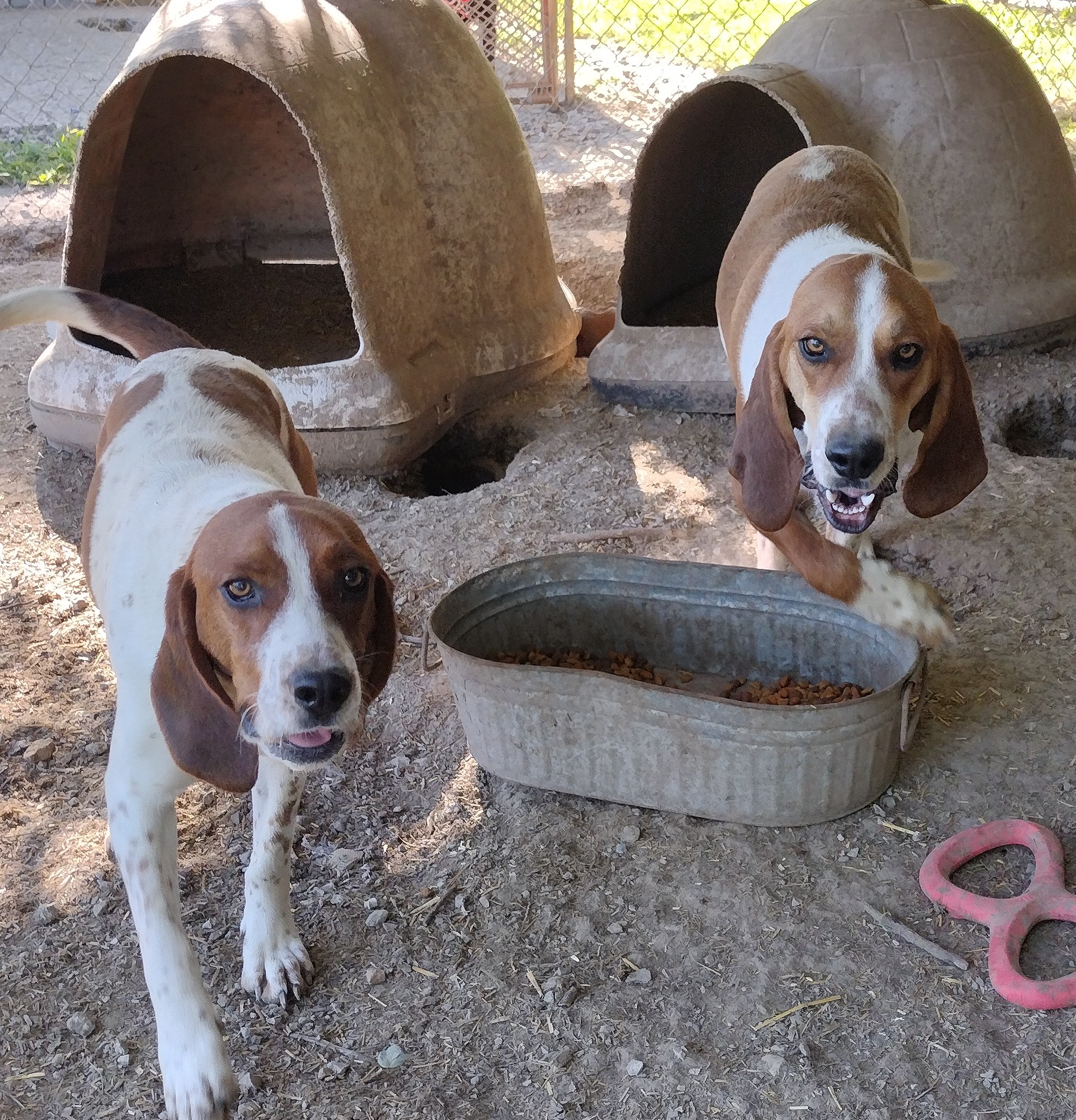Tippy & Tanner, a Adoptable Treeing Walker Coonhound in Jasonville, IN image 1/3