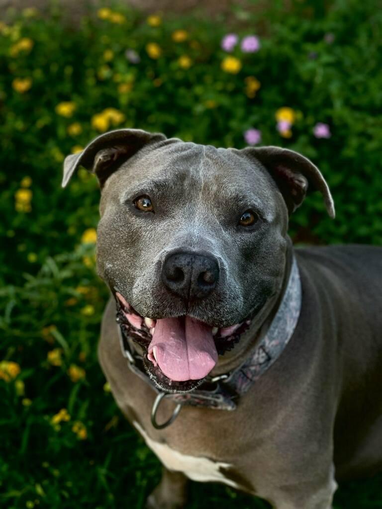 Luna 4