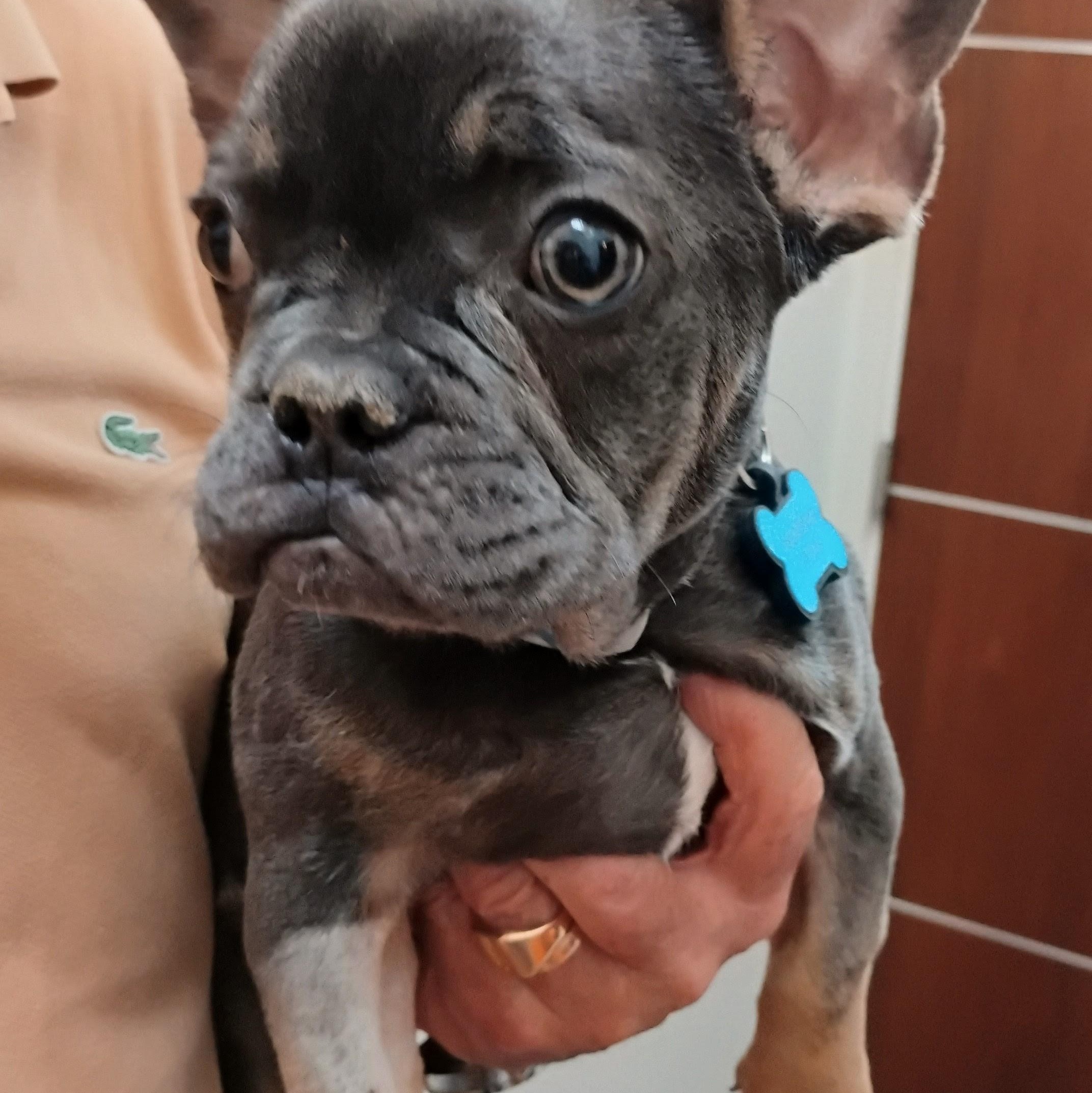 Enlarge Marcel, a ADOPTABLE French Bulldog in Los Angeles, CA image 2/4