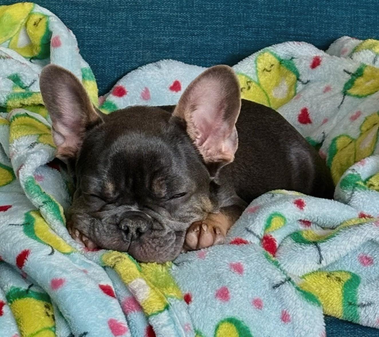 Enlarge Marcel, a ADOPTABLE French Bulldog in Los Angeles, CA image 1/4