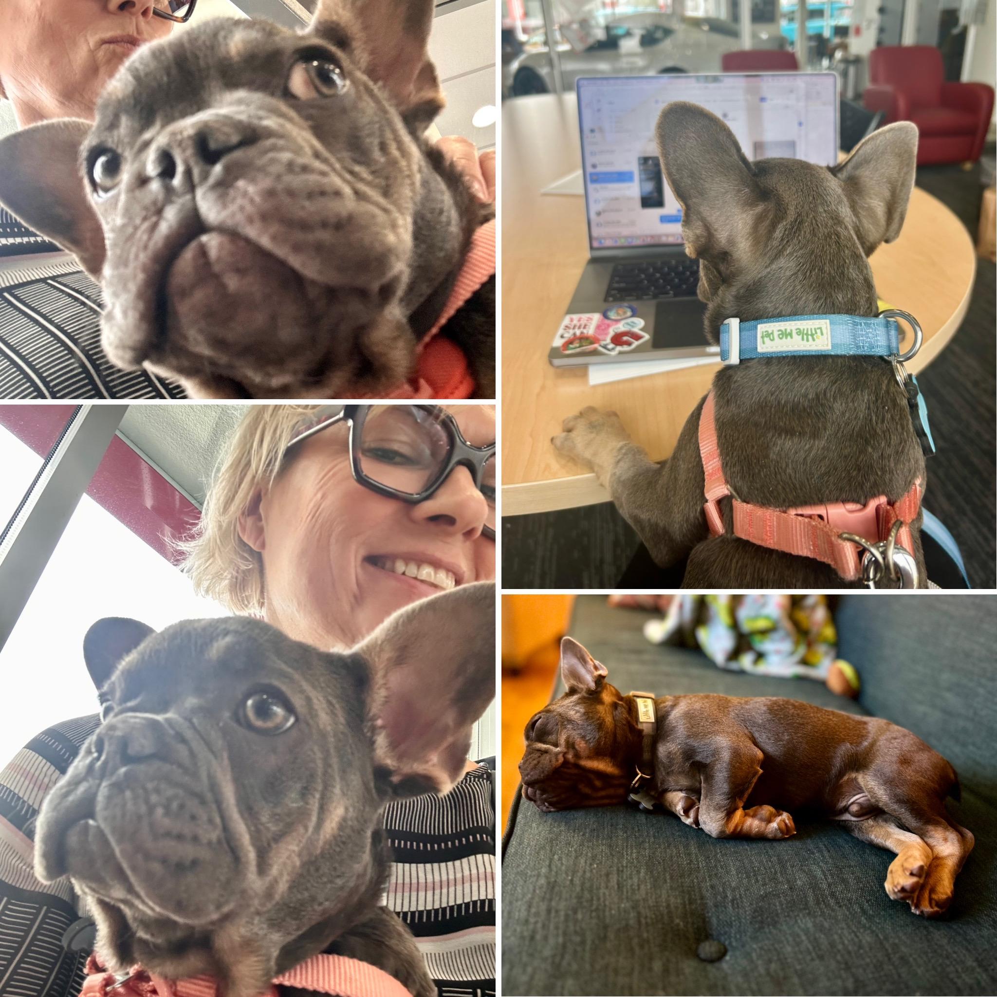 Enlarge Marcel, a ADOPTABLE French Bulldog in Los Angeles, CA image 3/4