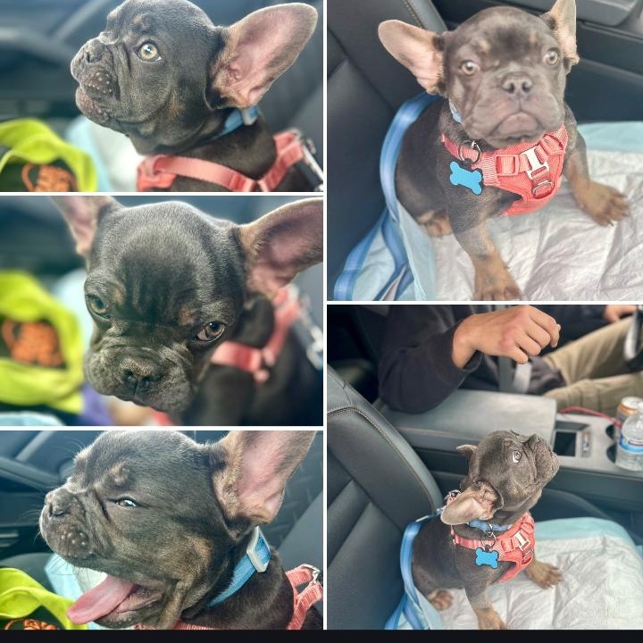 Enlarge Marcel, a ADOPTABLE French Bulldog in Los Angeles, CA image 4/4