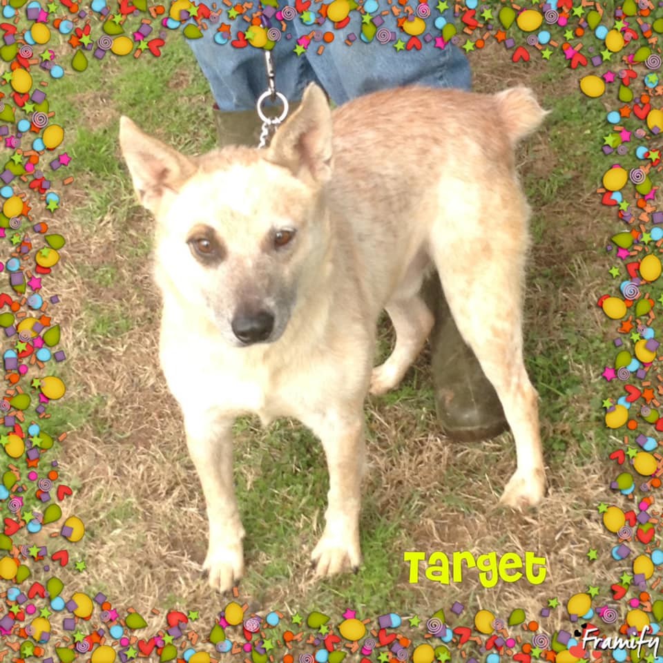 TARGET, a Adoptable Australian Cattle Dog / Blue Heeler in Ashdown, AR image 1/4