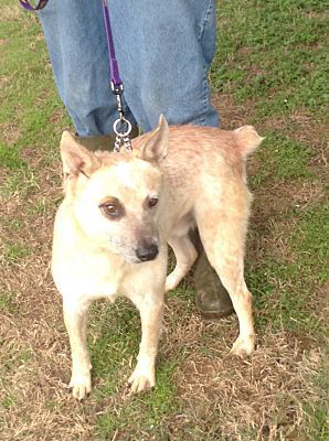 TARGET, a Adoptable Australian Cattle Dog / Blue Heeler in Ashdown, AR image 2/4
