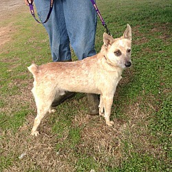 TARGET, a Adoptable Australian Cattle Dog / Blue Heeler in Ashdown, AR image 3/4