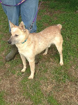 TARGET, a Adoptable Australian Cattle Dog / Blue Heeler in Ashdown, AR image 4/4