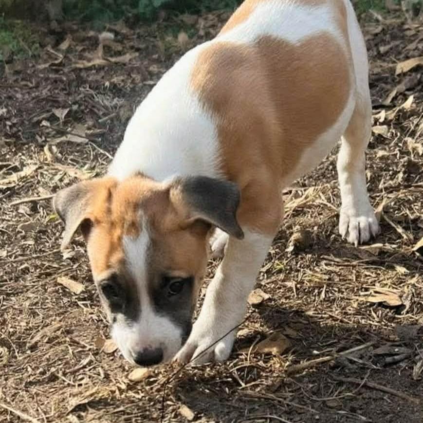 Peli, Adoptable, Puppy Female Hound & Black Mouth Cur.