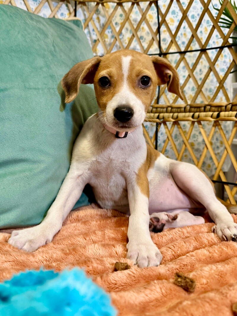 Dog for adoption Starbucks Washington, a Chihuahua & Miniature