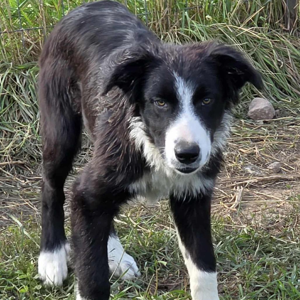 Ruger, Adoptable, Young Male Border Collie.