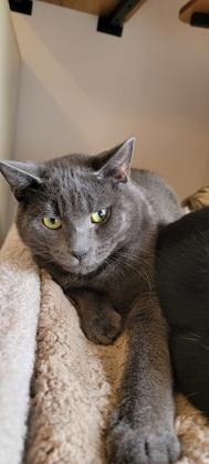 Enlarge Kiwi, a ADOPTABLE Domestic Short Hair in Waterdown, ON image 1/1