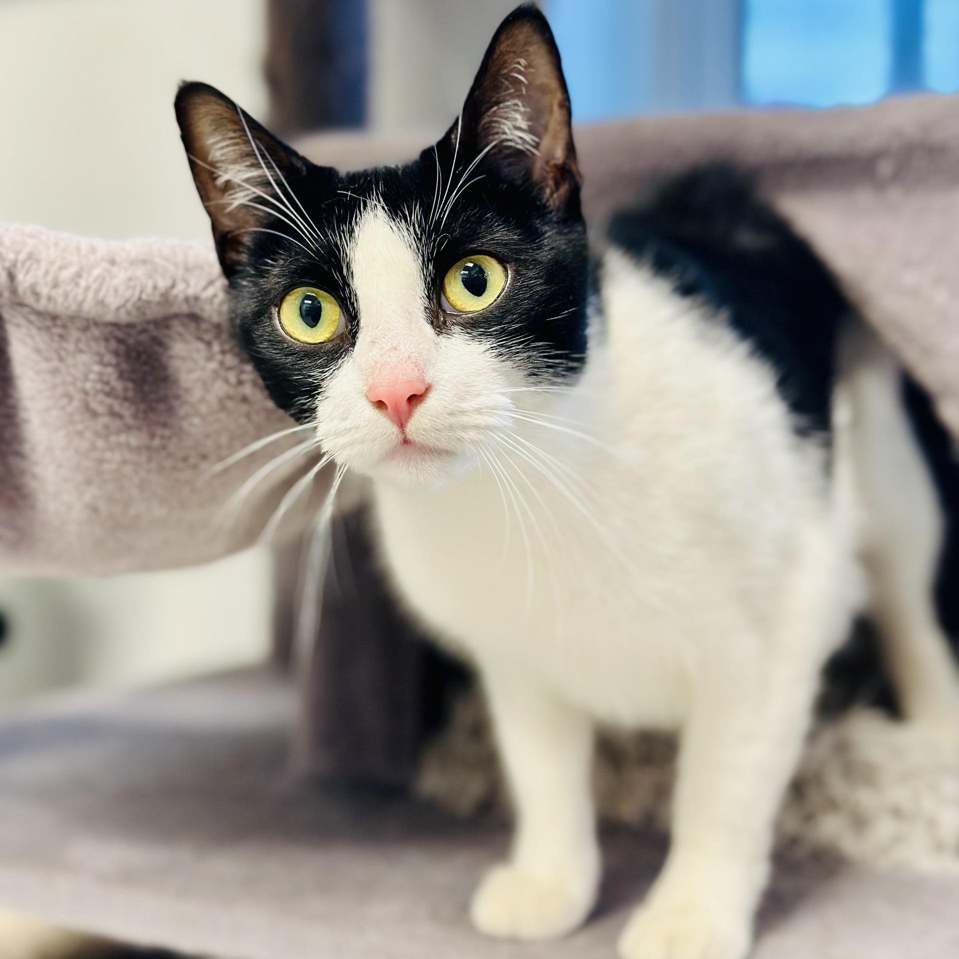 Enlarge Maple, a ADOPTABLE Domestic Short Hair in Manahawkin, NJ image 1/2