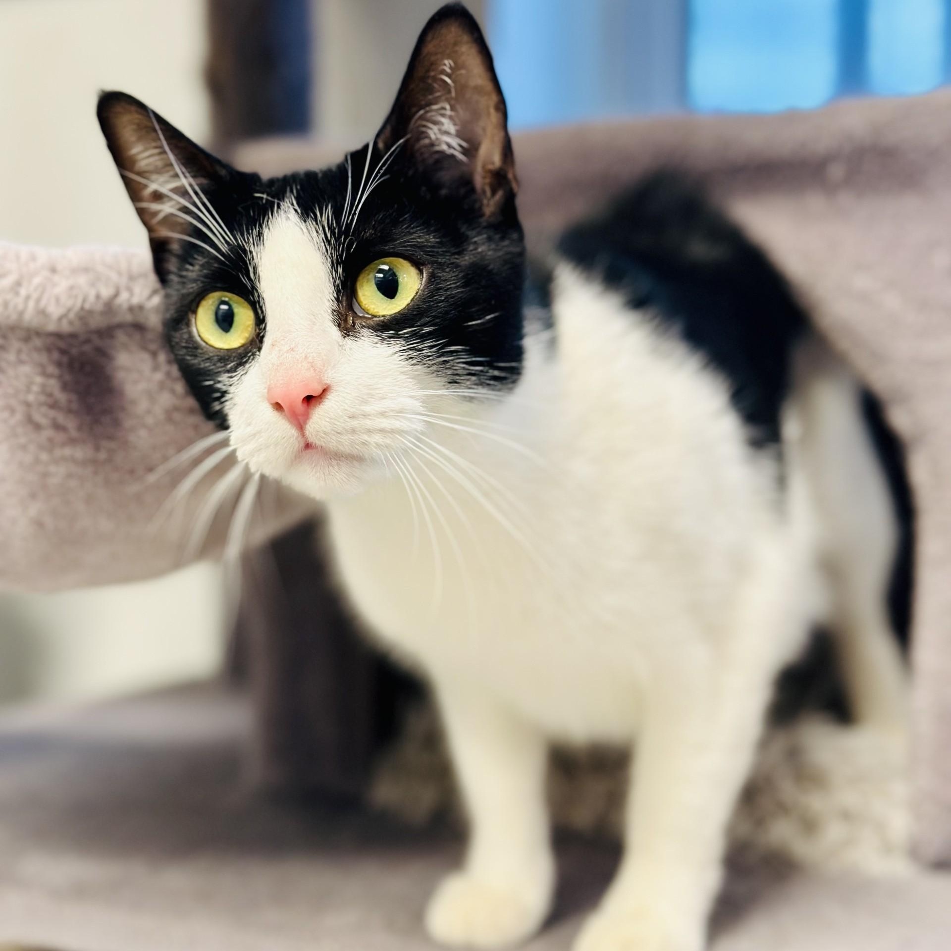 Enlarge Maple, a ADOPTABLE Domestic Short Hair in Manahawkin, NJ image 2/2