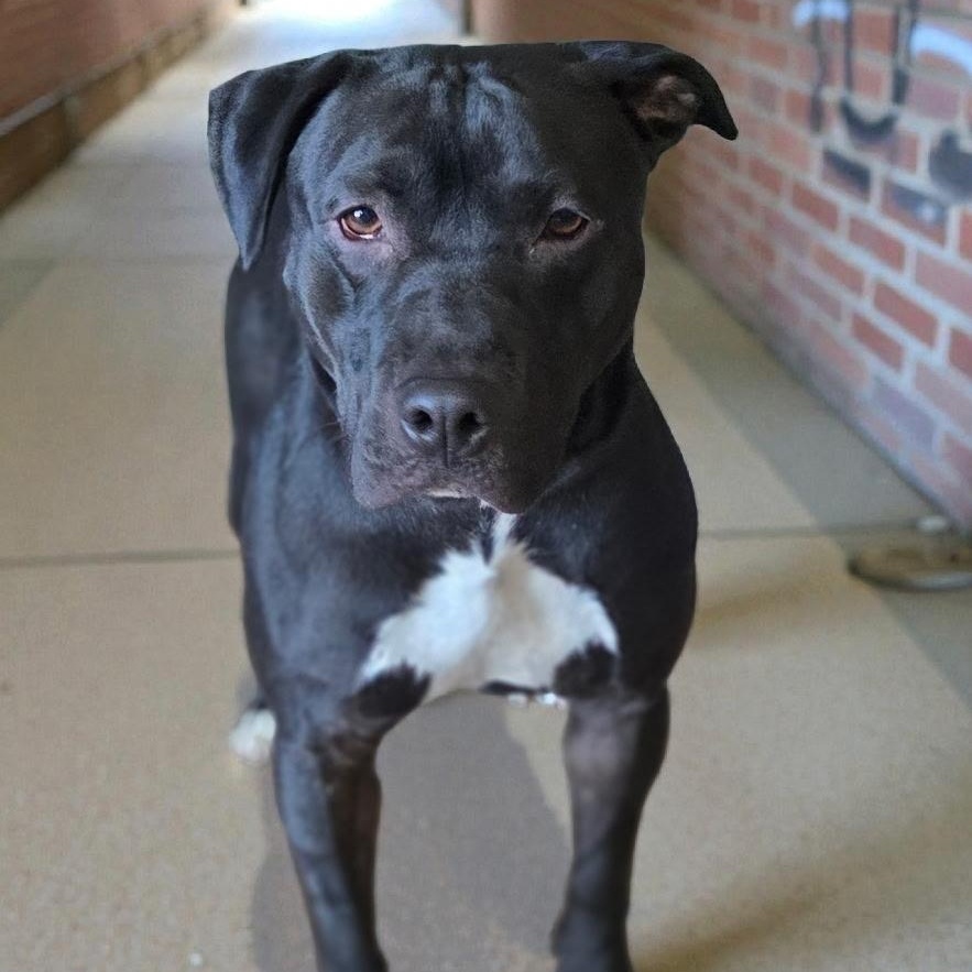 Enlarge Rocco, a ADOPTABLE Staffordshire Bull Terrier in Brentwood, TN image 2/2