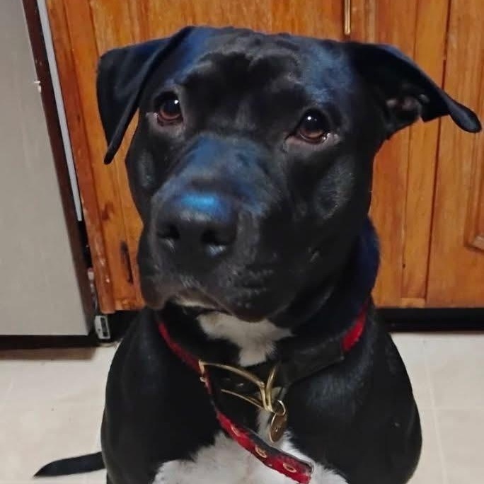 Rocco, adopted, Young Male Staffordshire Bull Terrier.
