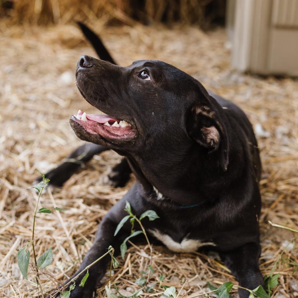 Draco, Adoptable, Young Male Black Labrador Retriever & Mixed Breed.