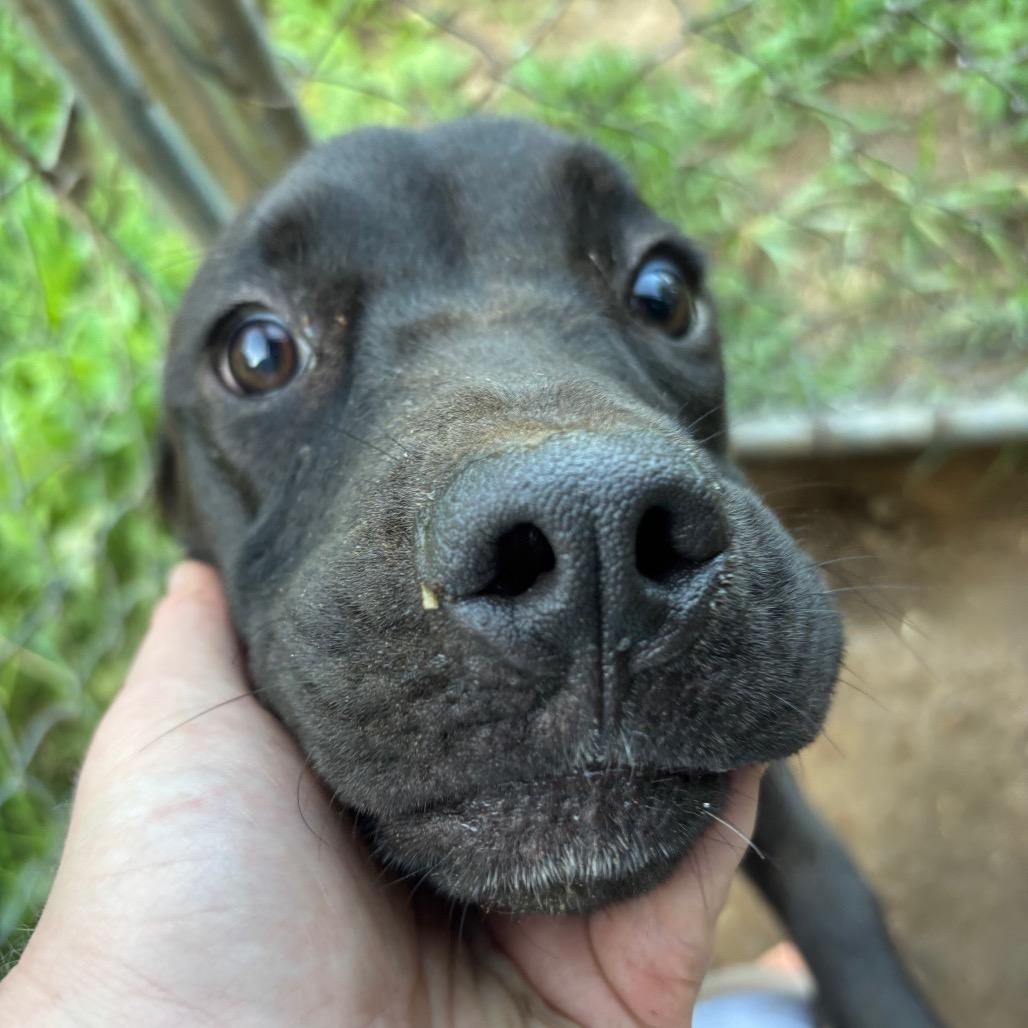 Enlarge Draco, a Adoptable mixed breed in Parrish, AL image 2/6