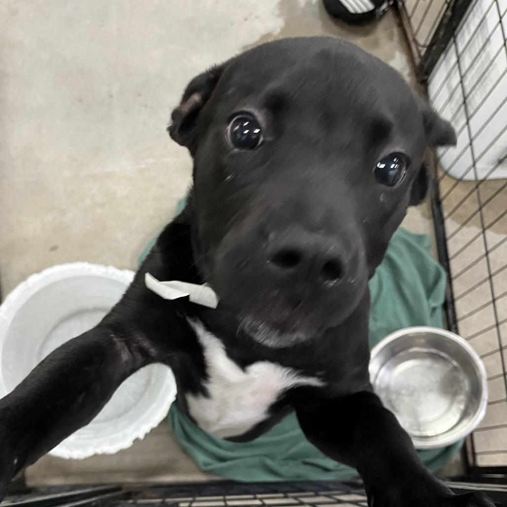 Enlarge Draco, a Adoptable mixed breed in Parrish, AL image 4/6