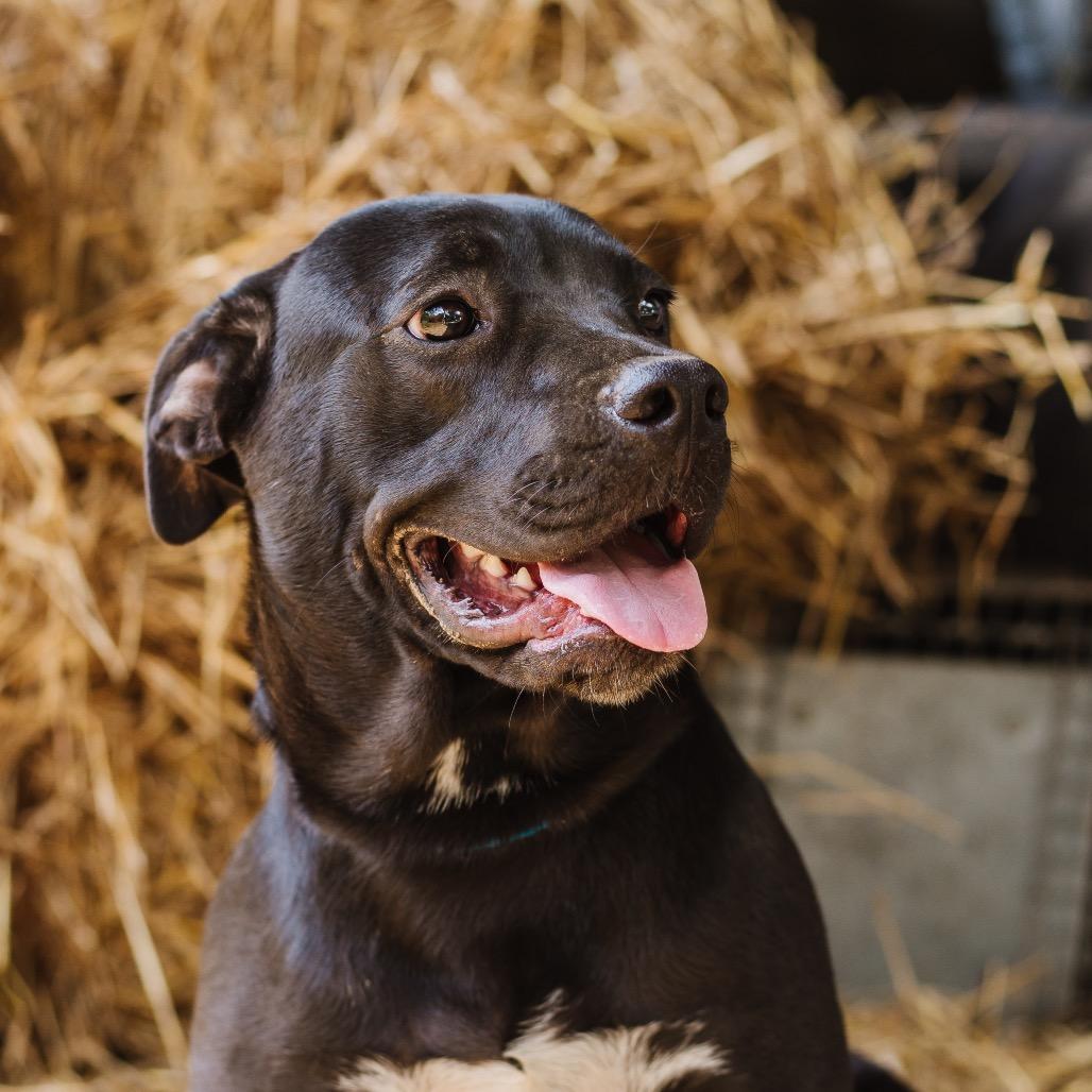 Enlarge Draco, a Adoptable mixed breed in Parrish, AL image 5/6