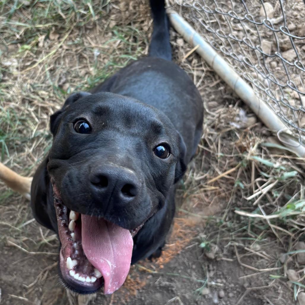 Enlarge Draco, a Adoptable mixed breed in Parrish, AL image 6/6
