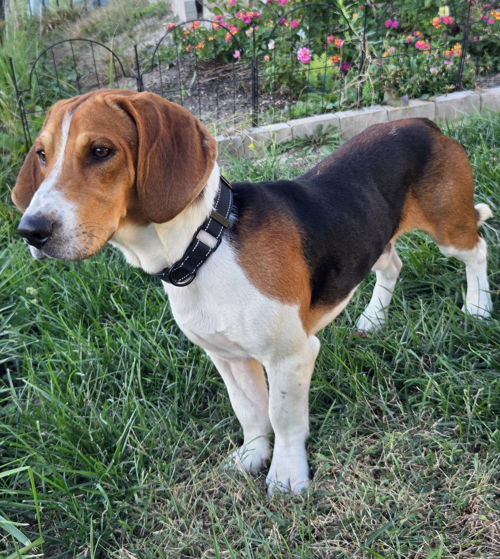 Enlarge Woodrow, a Adoptable mixed breed in Fenton, MO image 1/3