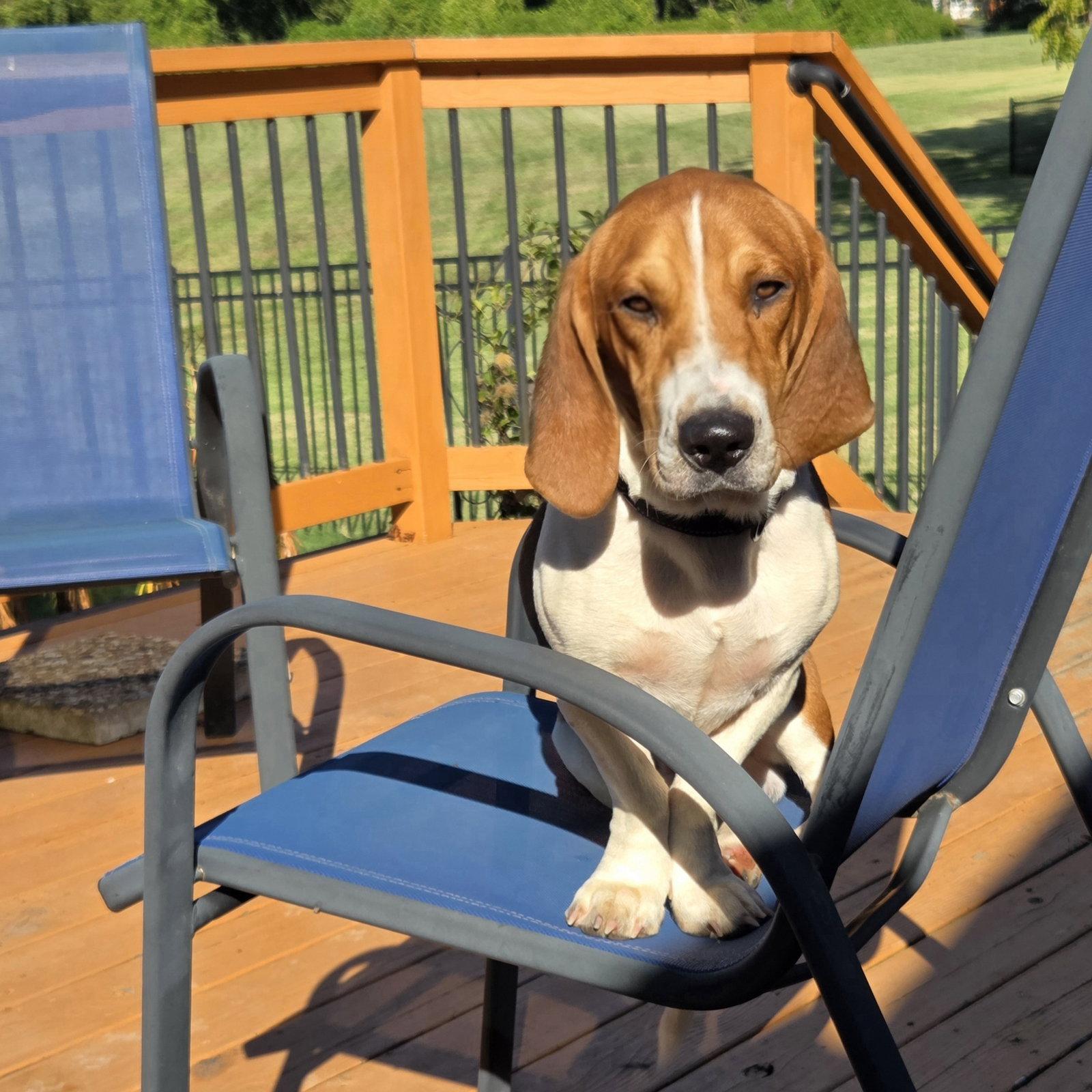 Enlarge Woodrow, a Adoptable mixed breed in Fenton, MO image 2/3