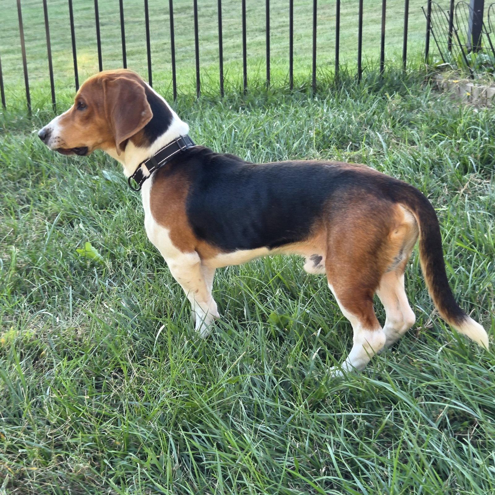 Enlarge Woodrow, a Adoptable mixed breed in Fenton, MO image 3/3
