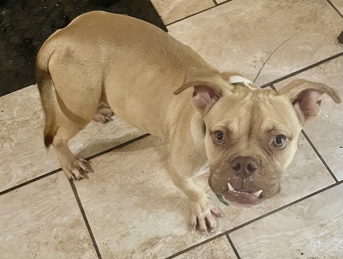 Enlarge Shark Toof, a Adopted mixed breed in Arlee, MT image 1/6