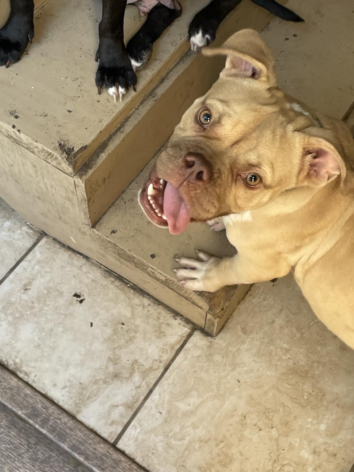 Enlarge Shark Toof, a Adopted mixed breed in Arlee, MT image 2/6
