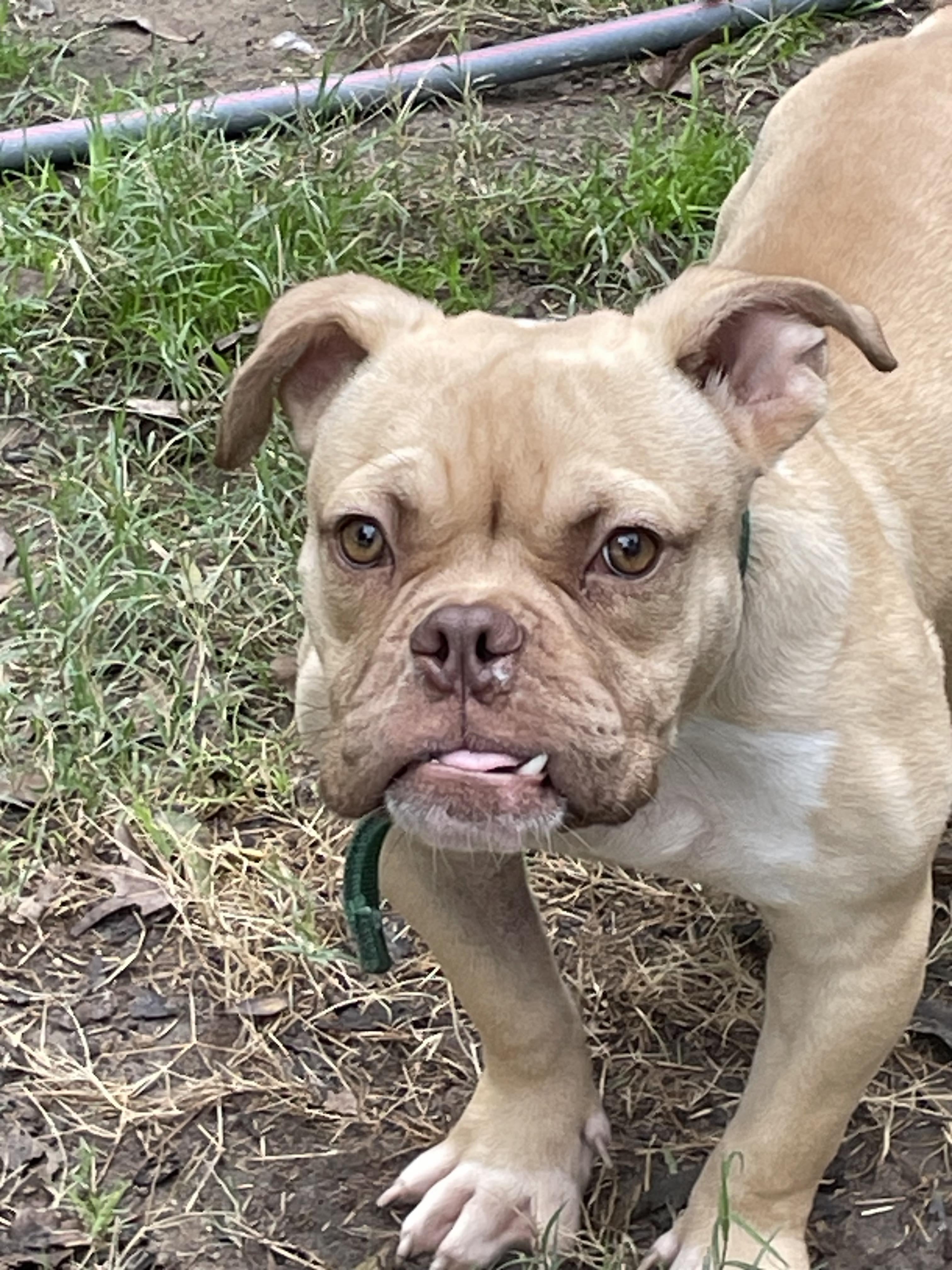 Enlarge Shark Toof, a Adopted mixed breed in Arlee, MT image 3/6