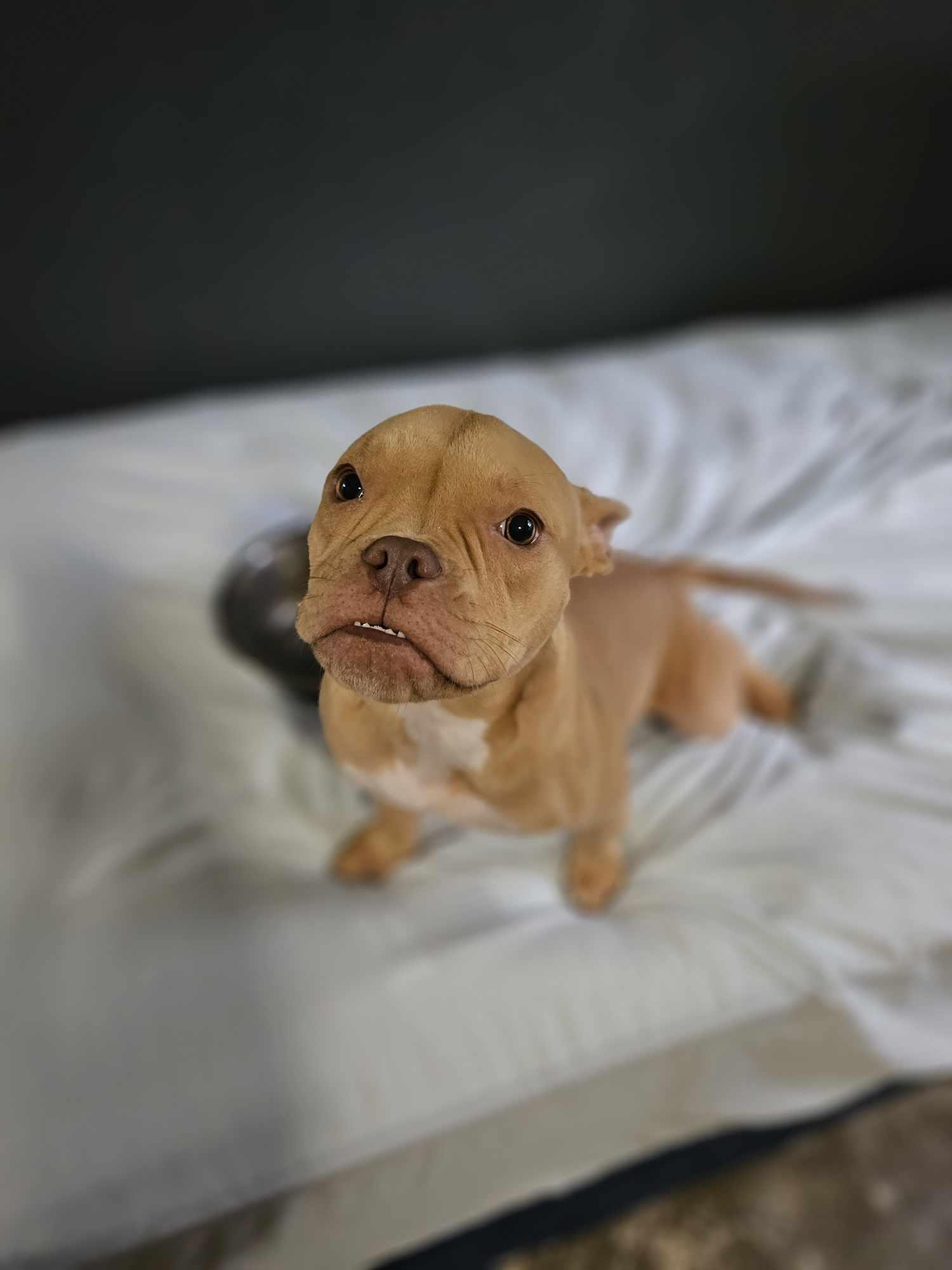 Enlarge Shark Toof, a Adopted mixed breed in Arlee, MT image 4/6