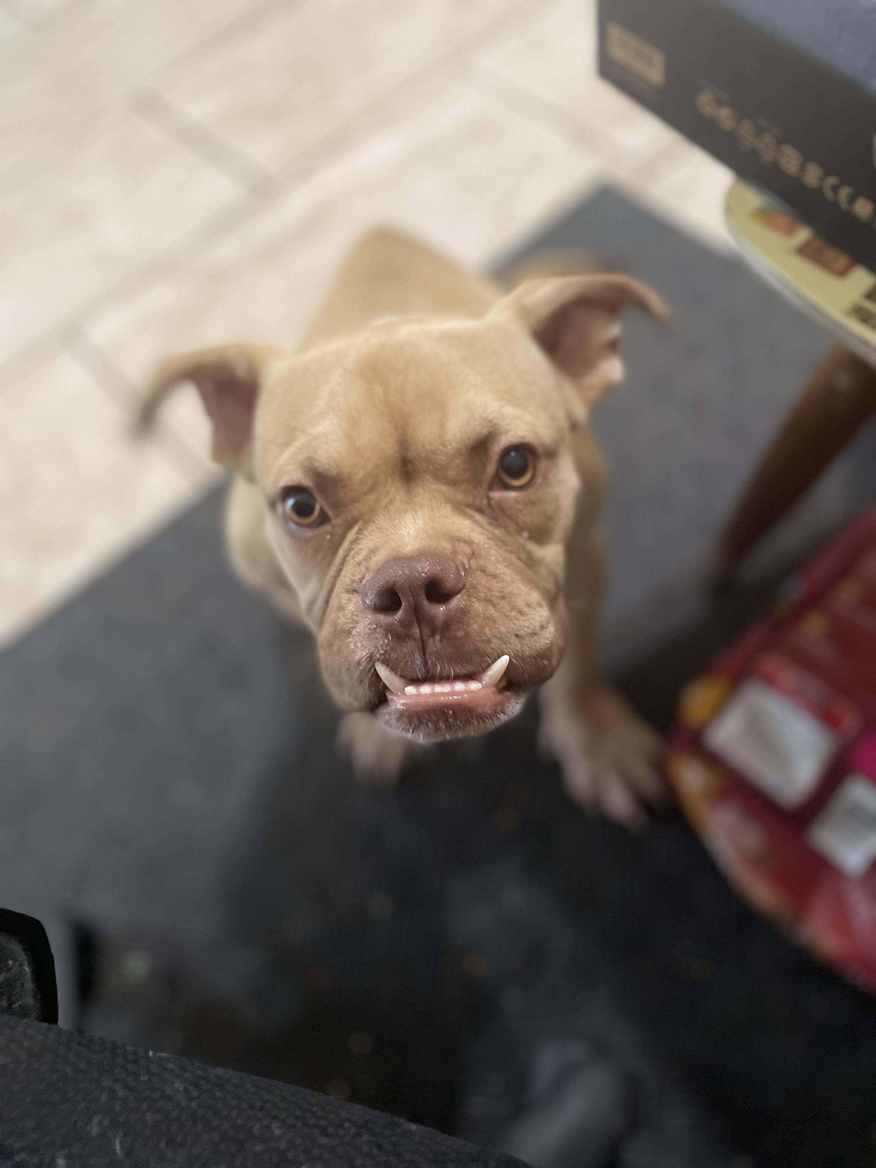 Enlarge Shark Toof, a Adopted mixed breed in Arlee, MT image 5/6