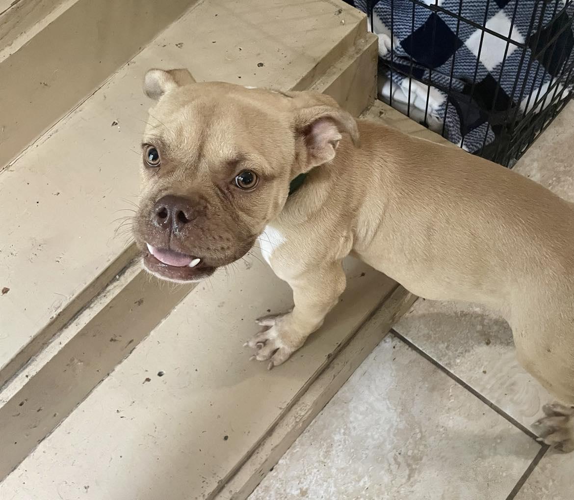 Enlarge Shark Toof, a Adopted mixed breed in Arlee, MT image 6/6