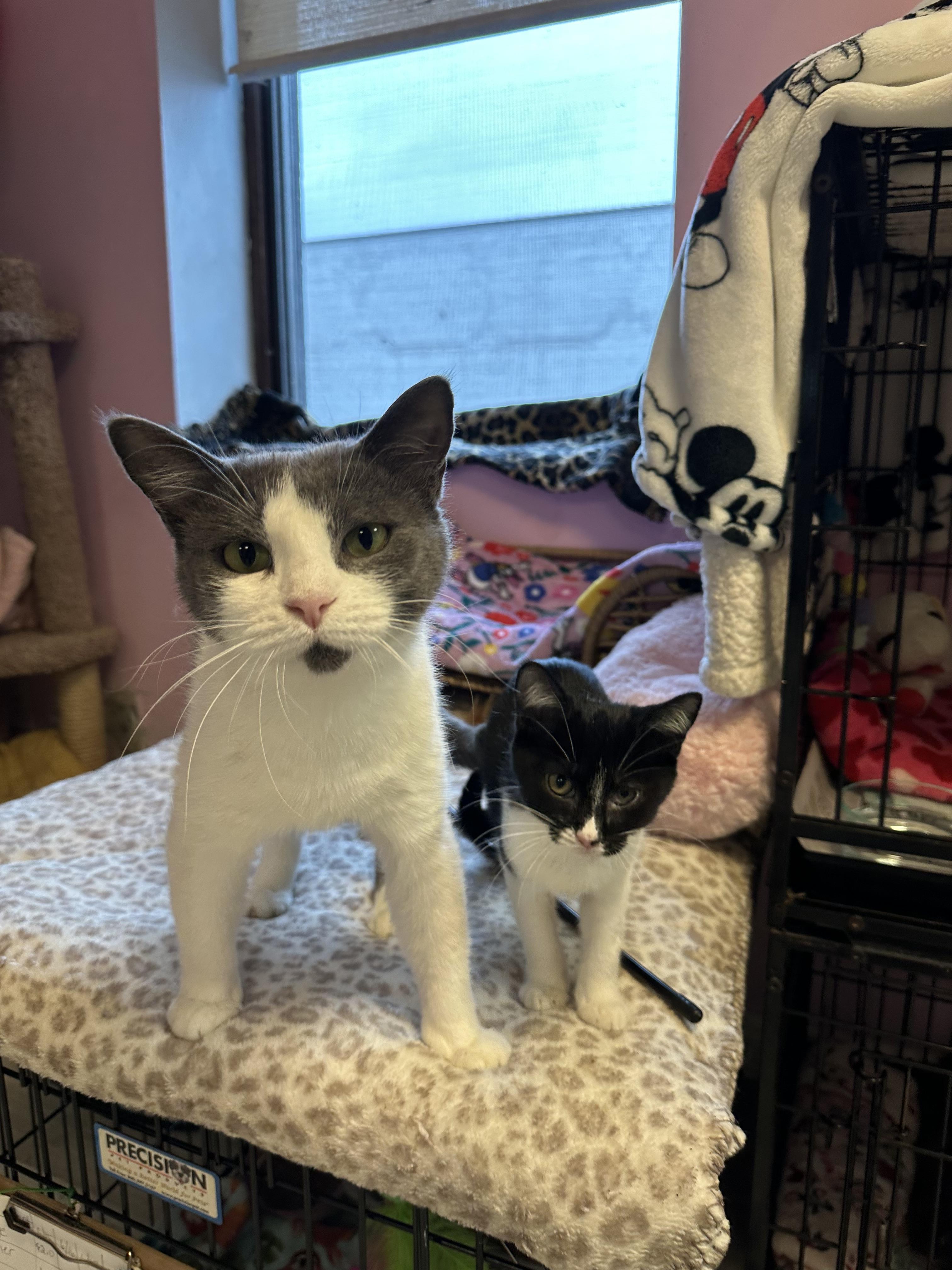 Sage & Ari, Adult Female Domestic Short Hair