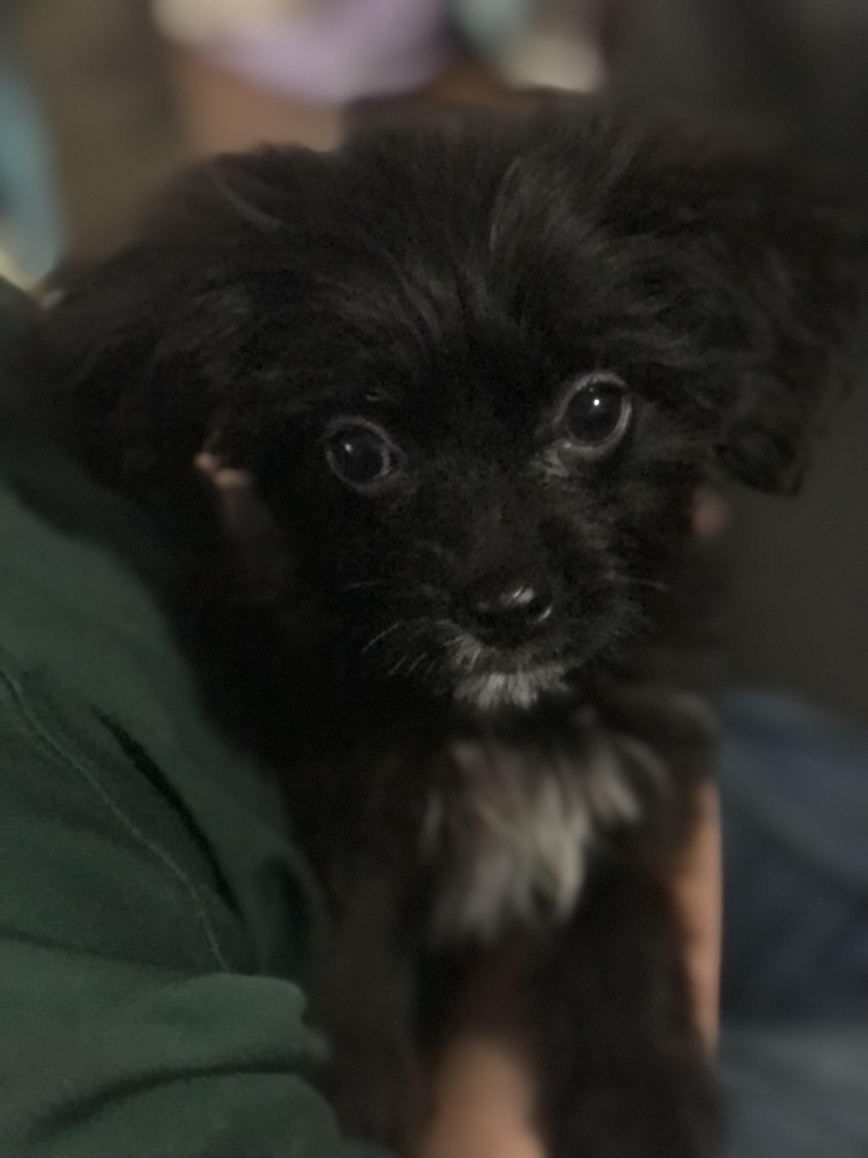 Enlarge Pipkins, a ADOPTABLE mixed breed in Colleyville, TX image 2/3