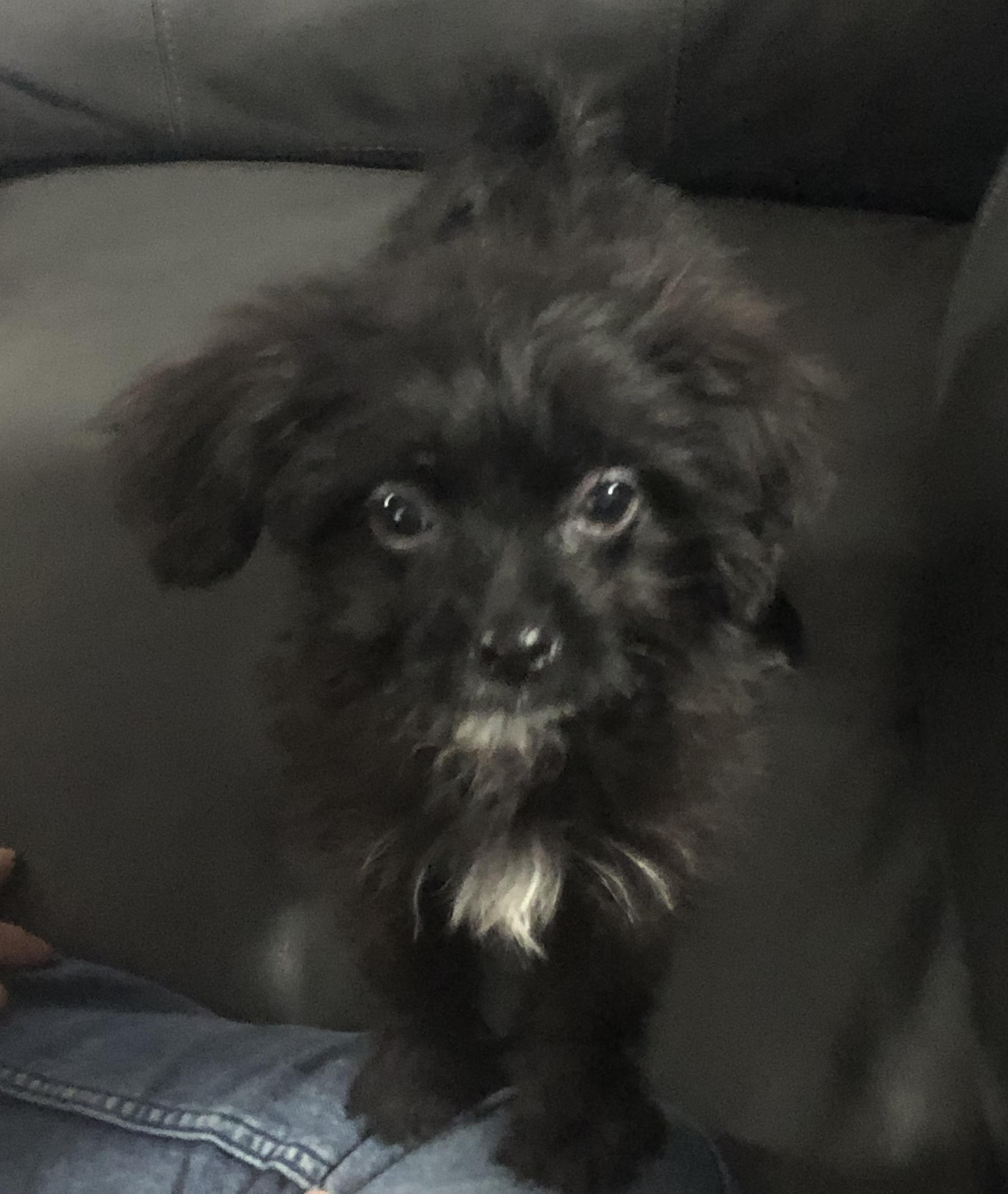 Pipkins, ADOPTABLE, Puppy Male Poodle (Toy) & Chinese Crested Dog.