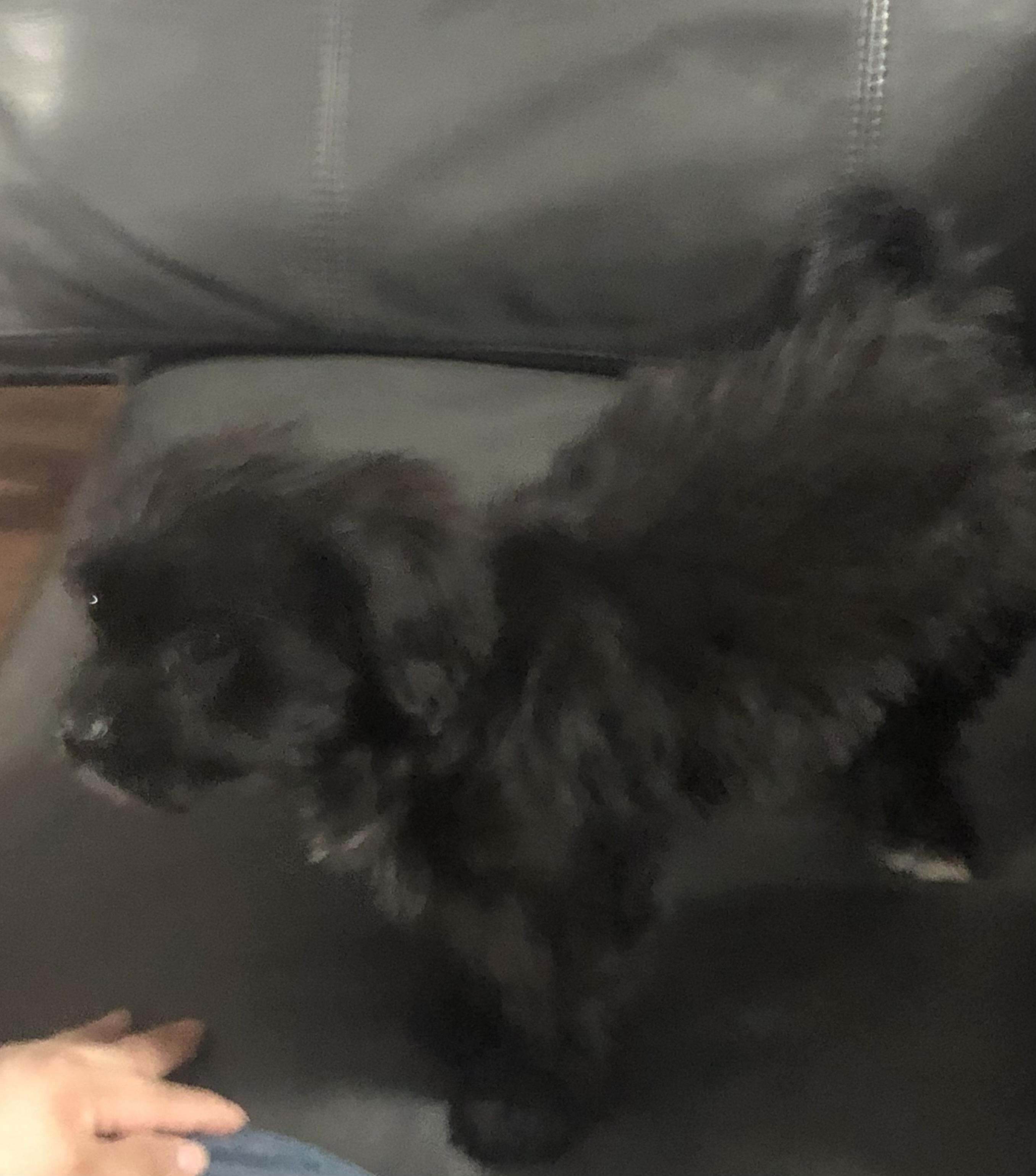 Enlarge Pipkins, a ADOPTABLE mixed breed in Colleyville, TX image 3/3