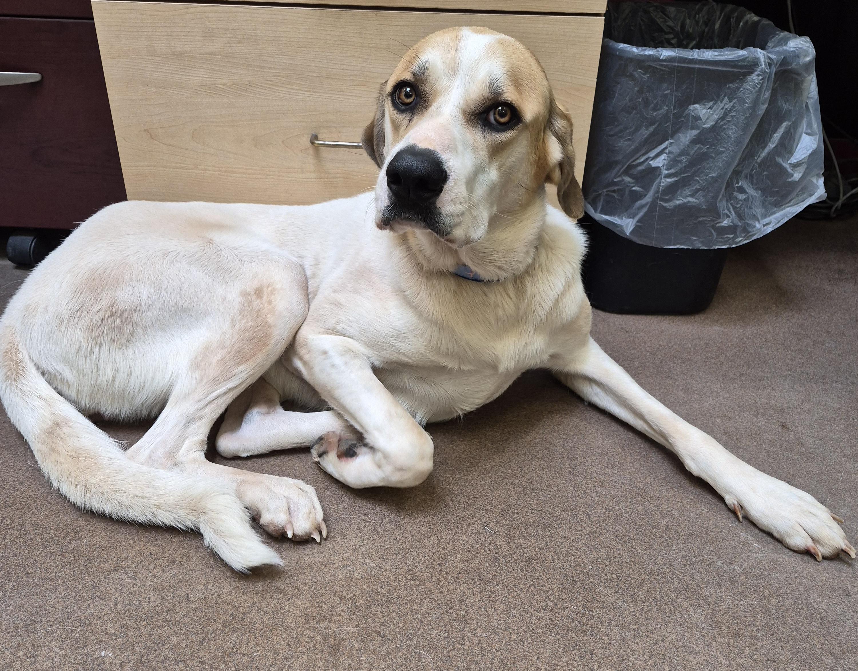 Enlarge Shadow, a Adoptable mixed breed in Sierra Vista, AZ image 1/1