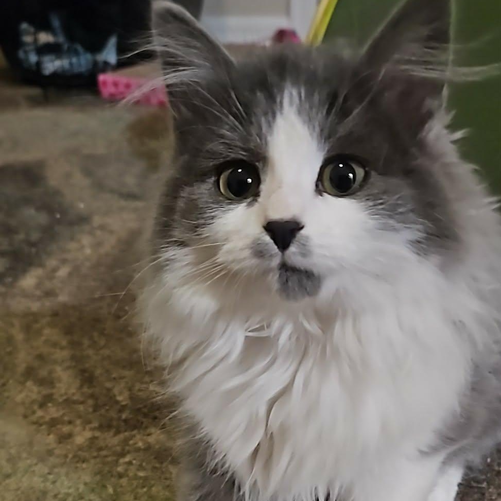 Tina, adopted, Kitten Female Domestic Long Hair & Norwegian Forest Cat.