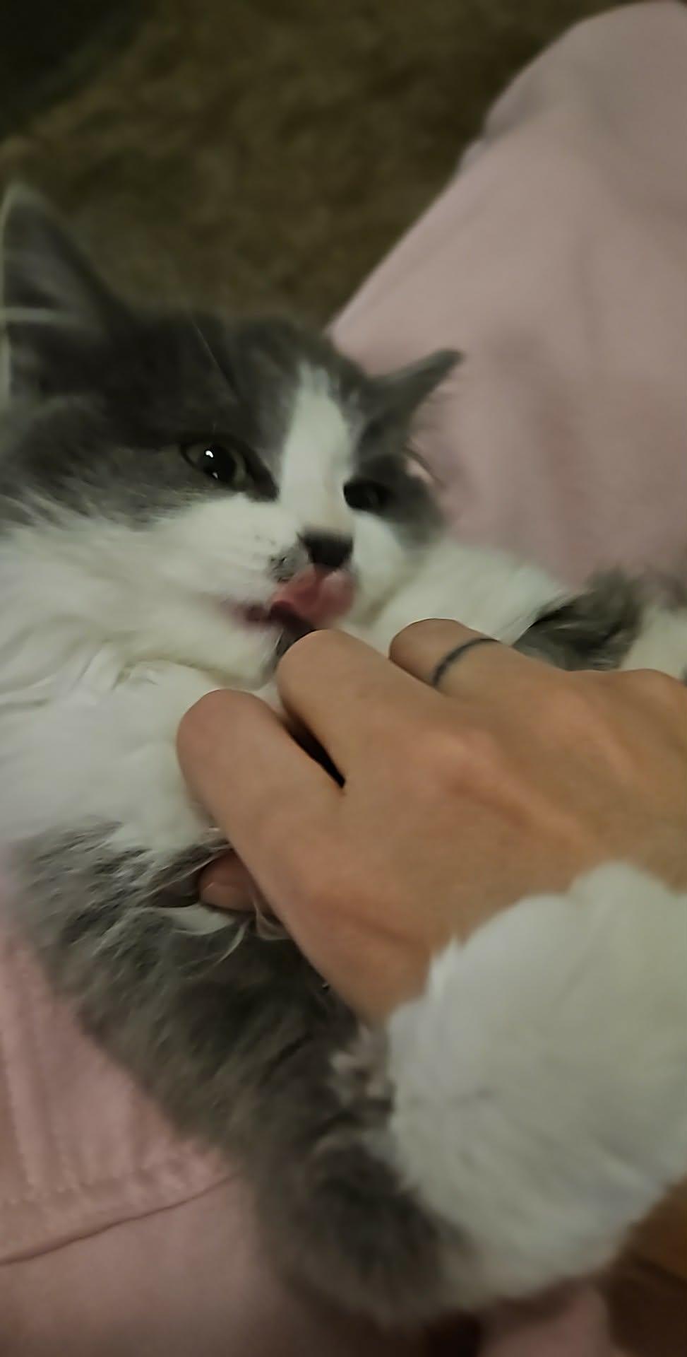 Enlarge Tina, an adopted mixed breed in Sierra Vista, AZ image 2/4