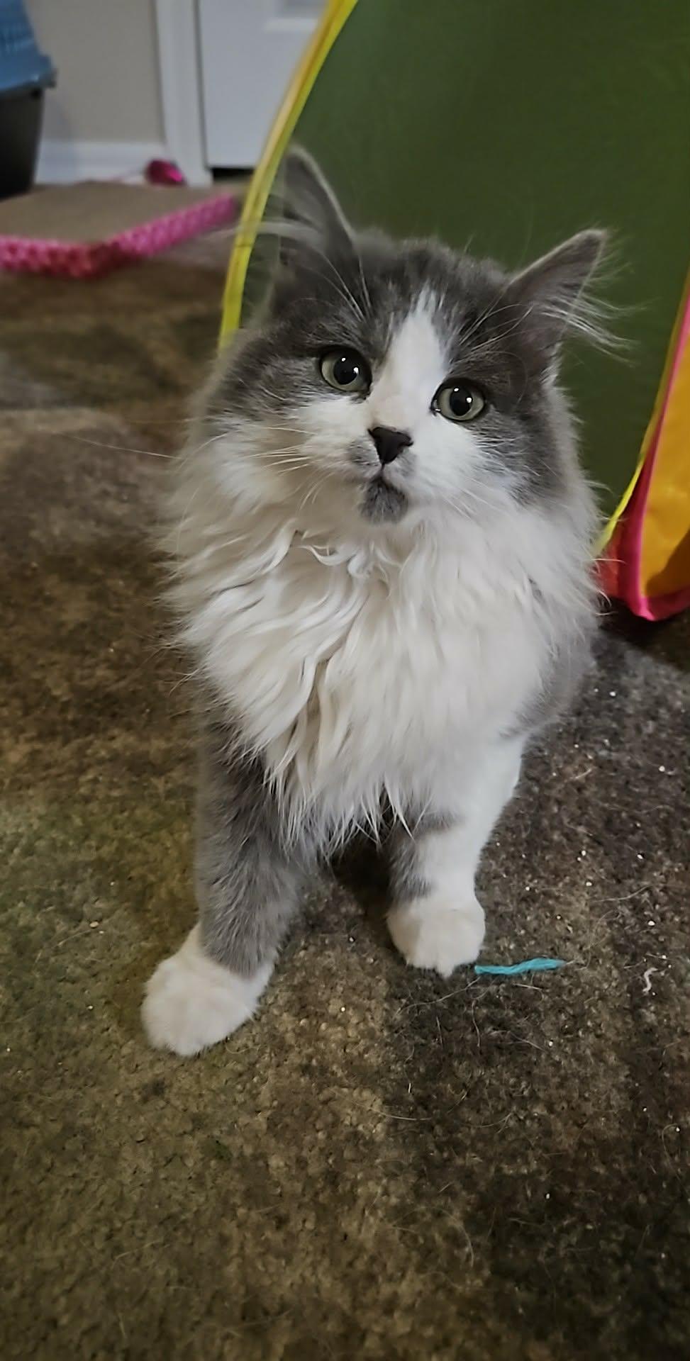 Enlarge Tina, an adopted mixed breed in Sierra Vista, AZ image 3/4