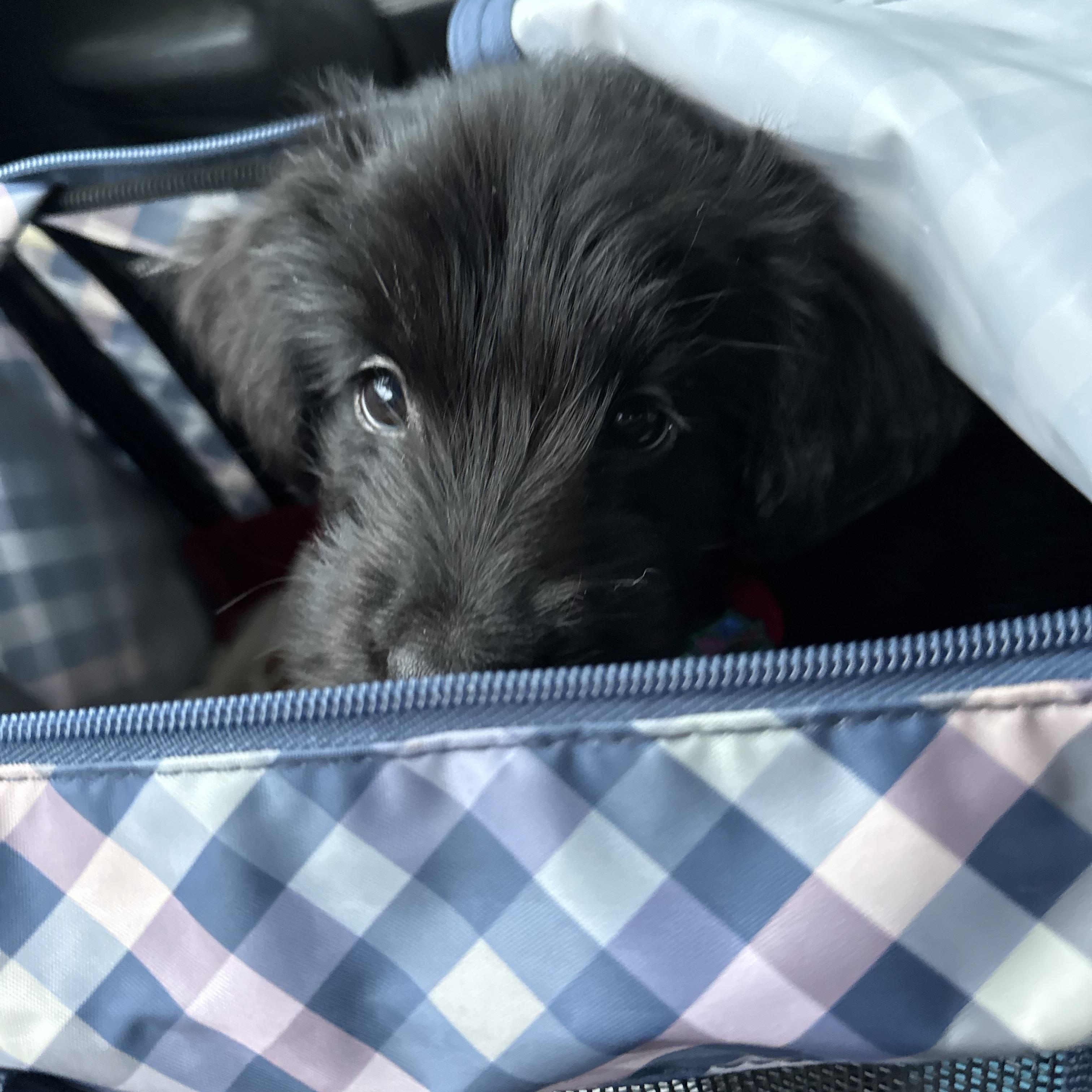 Cindy, Adoptable, Puppy Female Schnauzer.